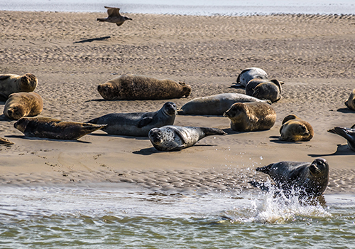 Phoques au repos dans la Baie d'Authie